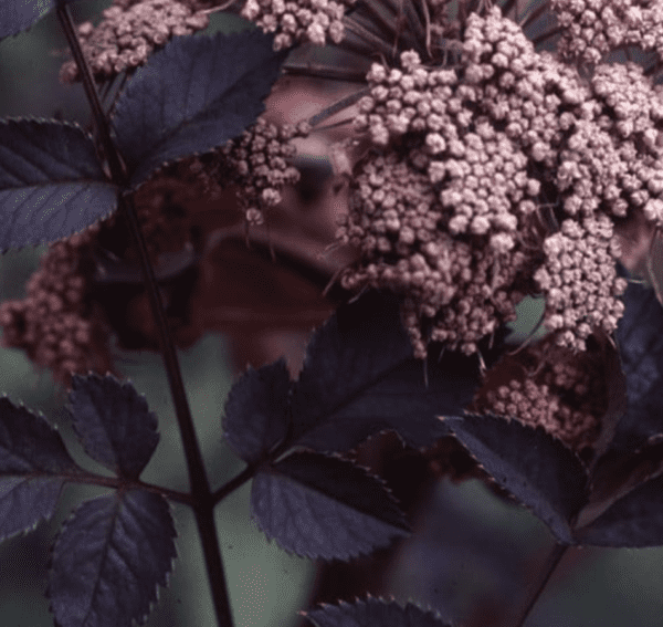 Angelica sylvestris 'Ebony' (quart pot)